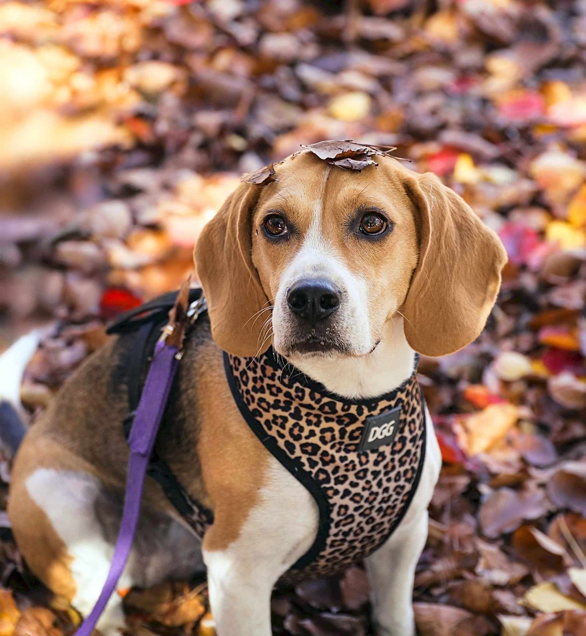 Autumn Home Maintenance Tips