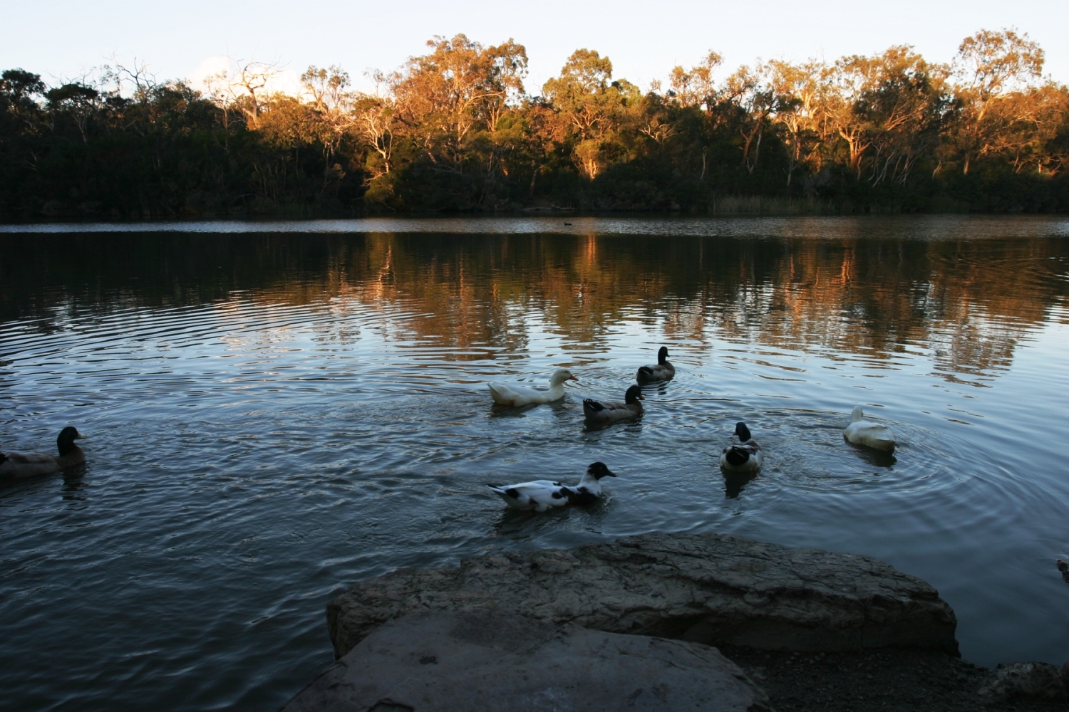 Buyer’s Agent Blackburn North Suburb Profile