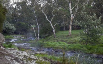 Buyer’s Agent Coburg North – Suburb Profile